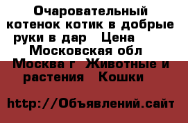 Очаровательный котенок-котик в добрые руки в дар › Цена ­ 50 - Московская обл., Москва г. Животные и растения » Кошки   